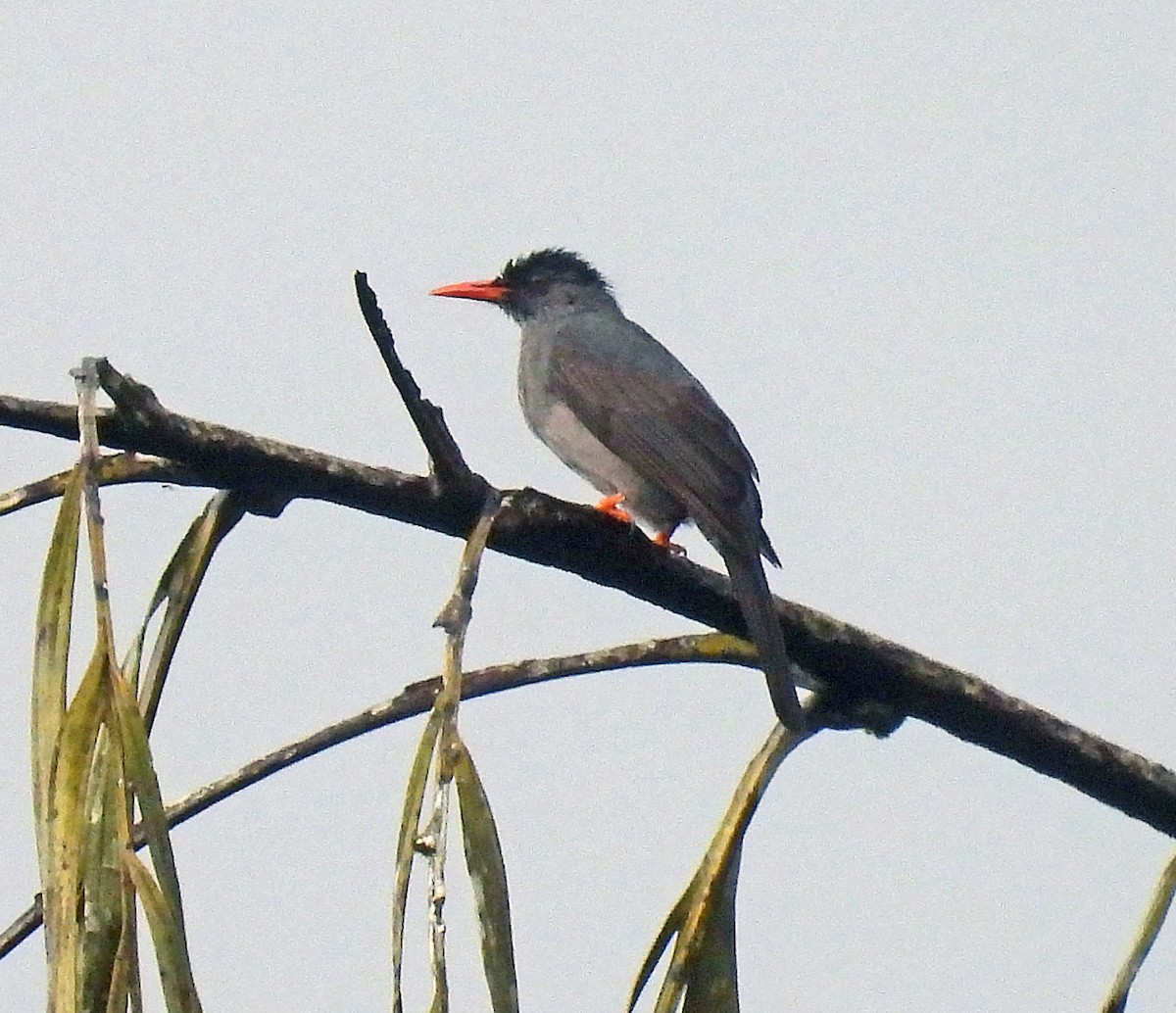 Square-tailed Bulbul (Sri Lanka) - ML617438387