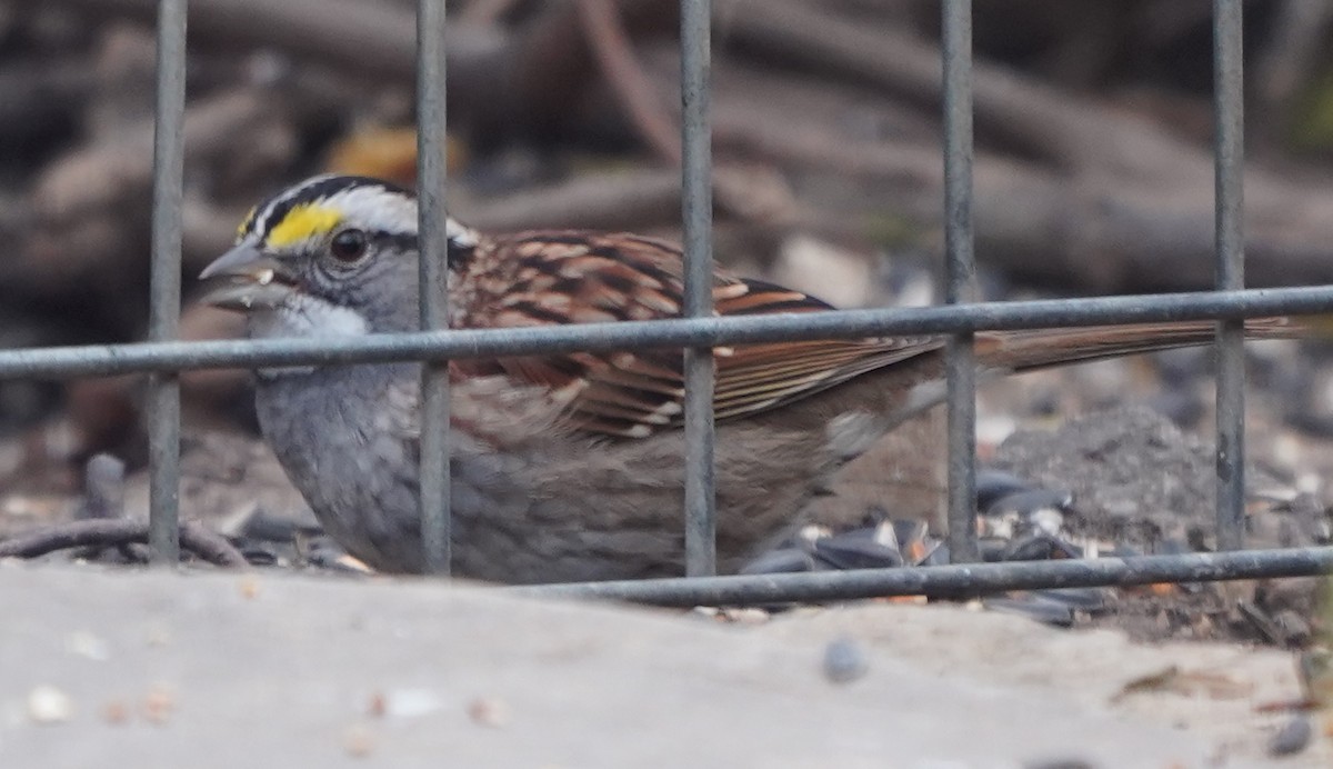 White-throated Sparrow - ML617438496