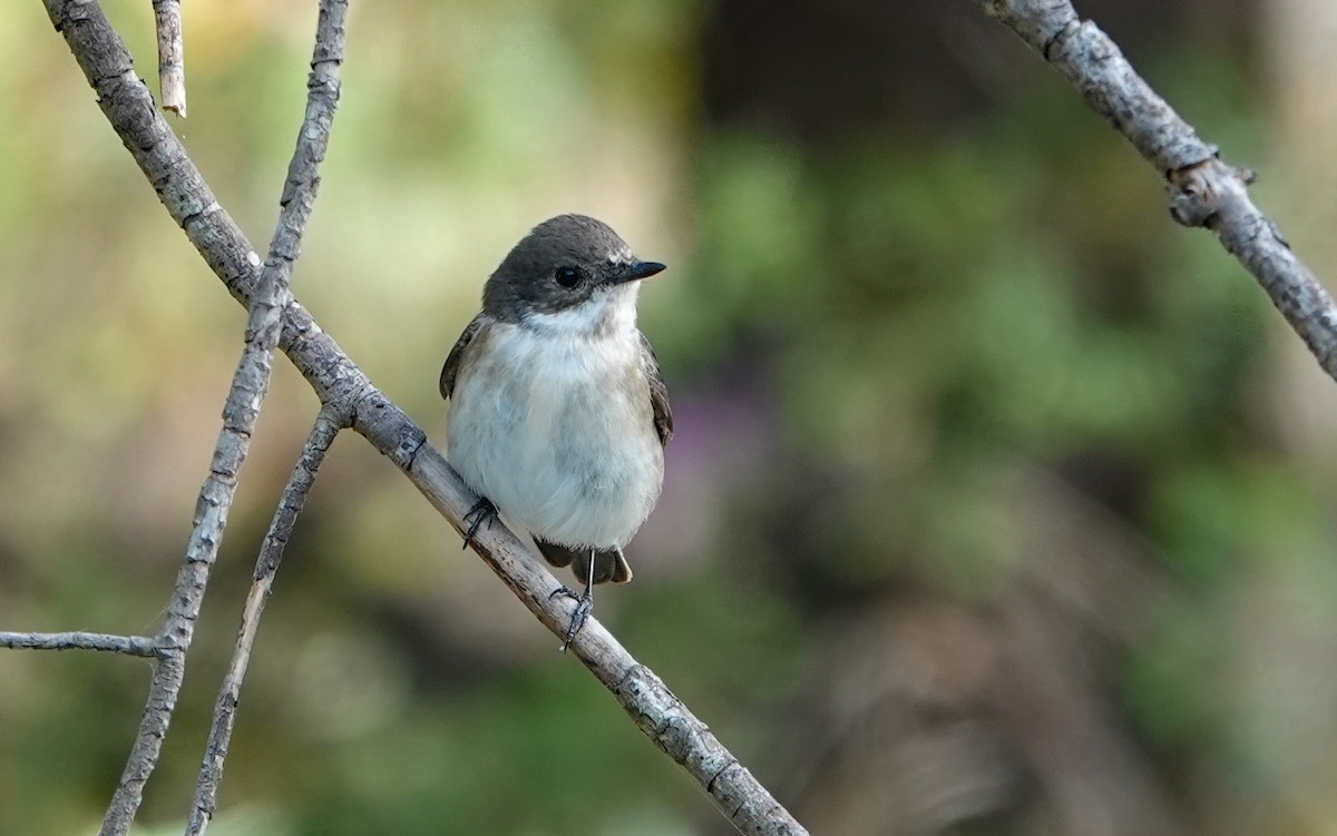 European Pied Flycatcher - Luís Lourenço