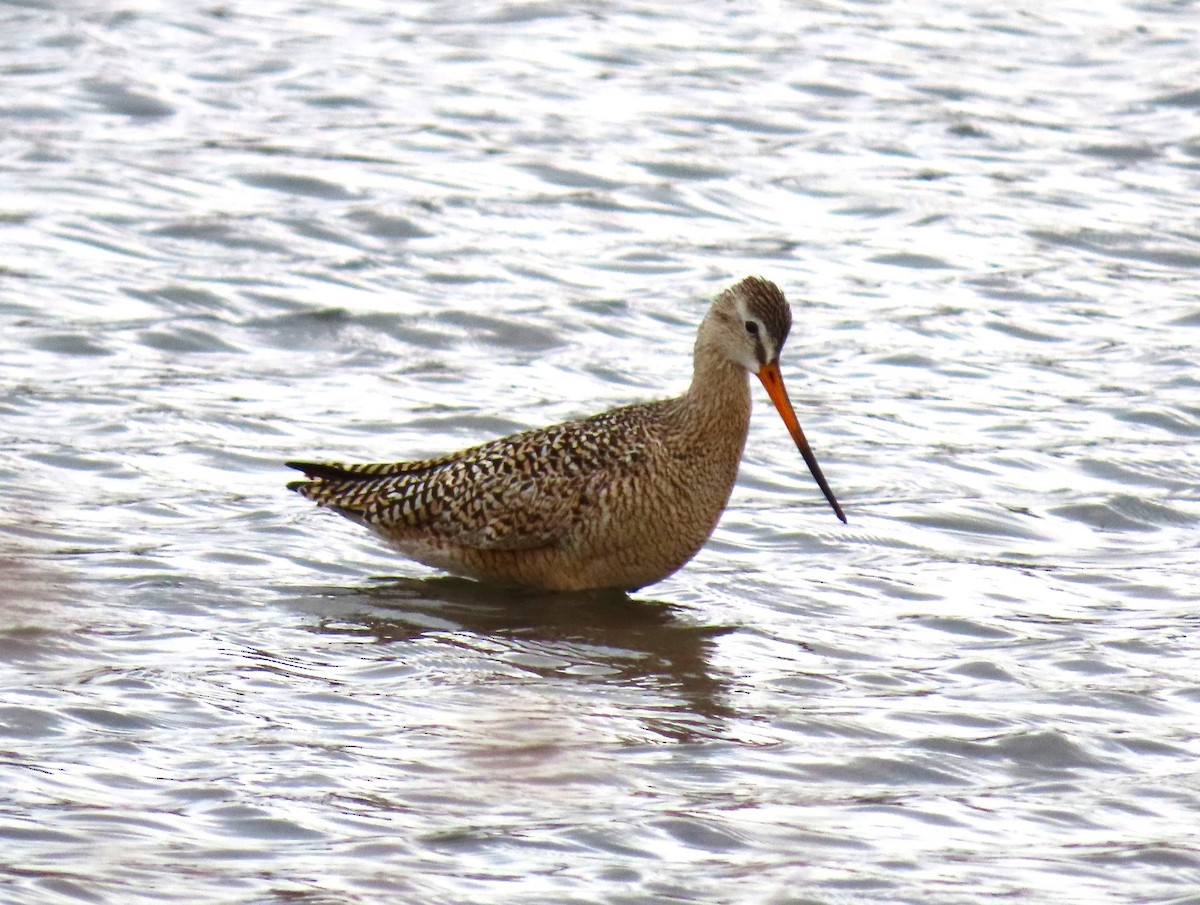 Marbled Godwit - Sandy Beranich