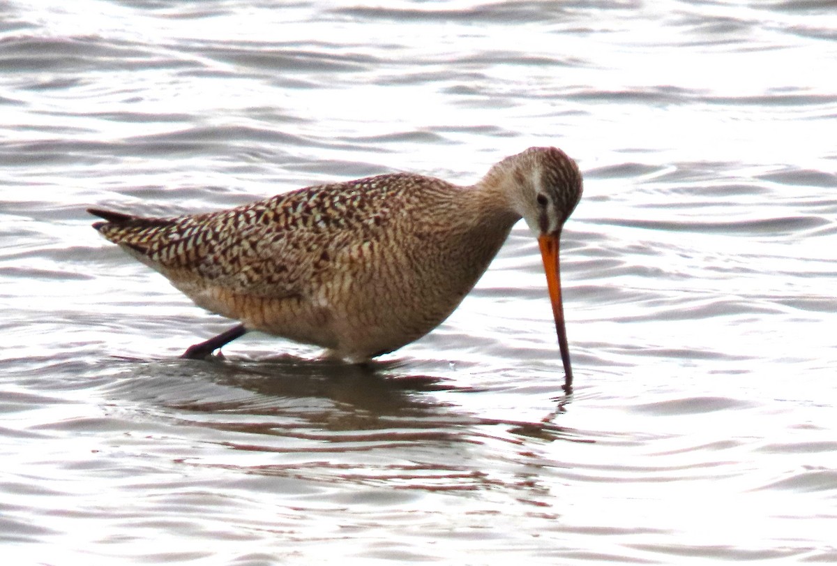 Marbled Godwit - ML617438533