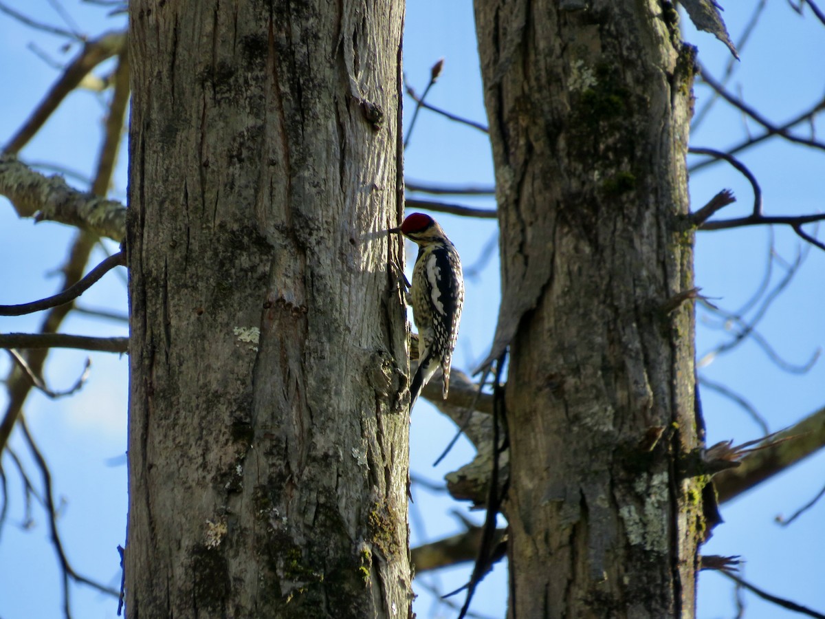 Yellow-bellied Sapsucker - ML617438557