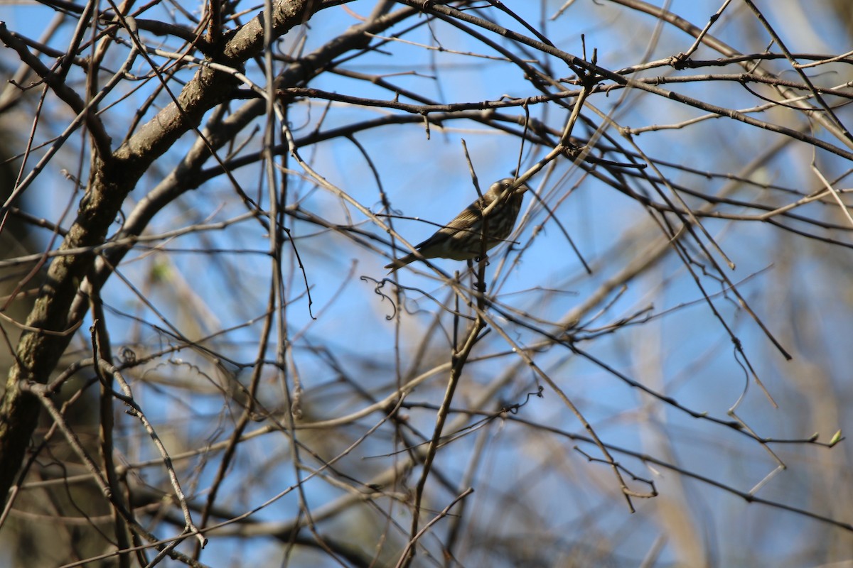 Purple Finch - ML617438560