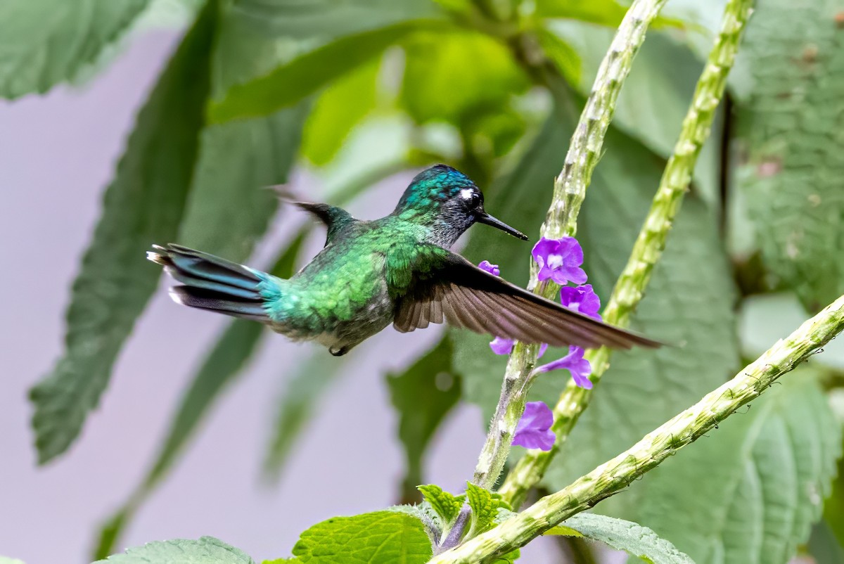 Violet-headed Hummingbird - ML617438566