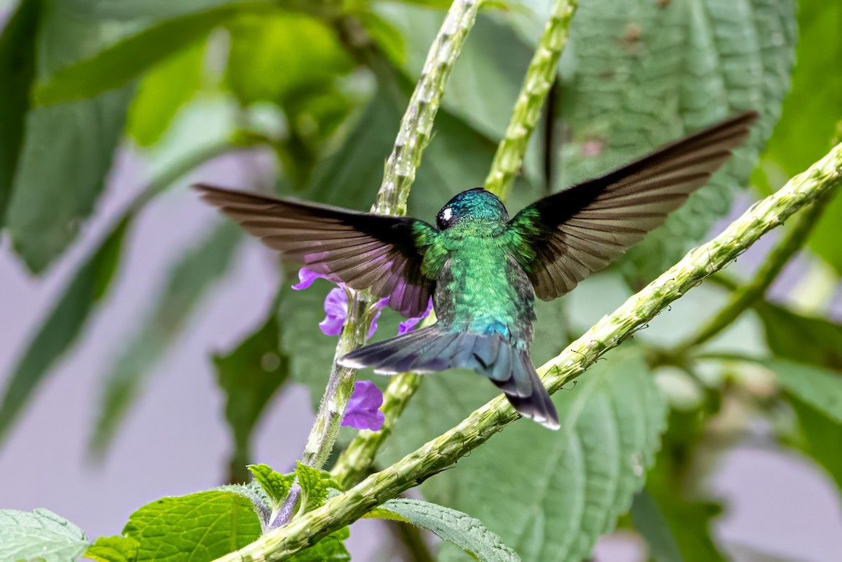 Violet-headed Hummingbird - ML617438569