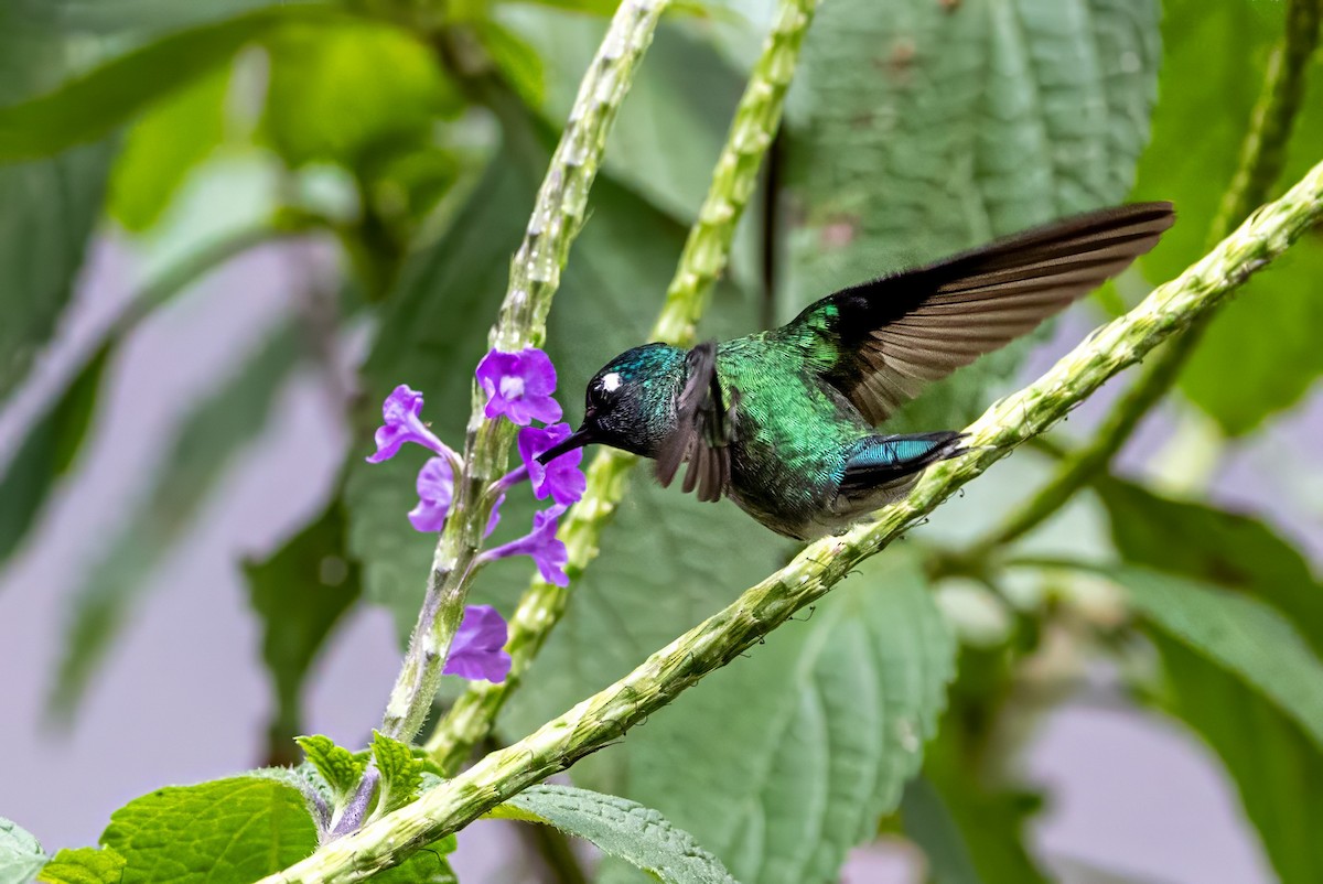 Violet-headed Hummingbird - ML617438571