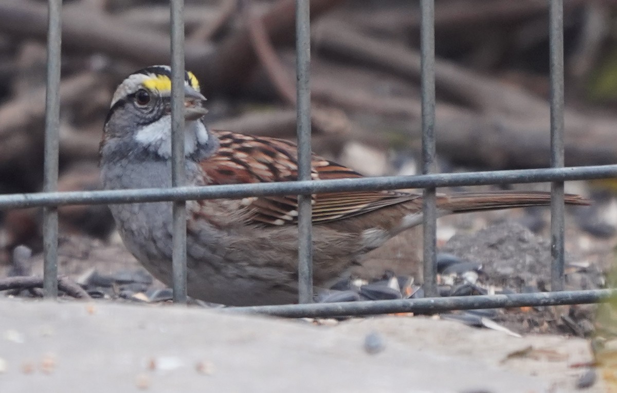 White-throated Sparrow - ML617438573