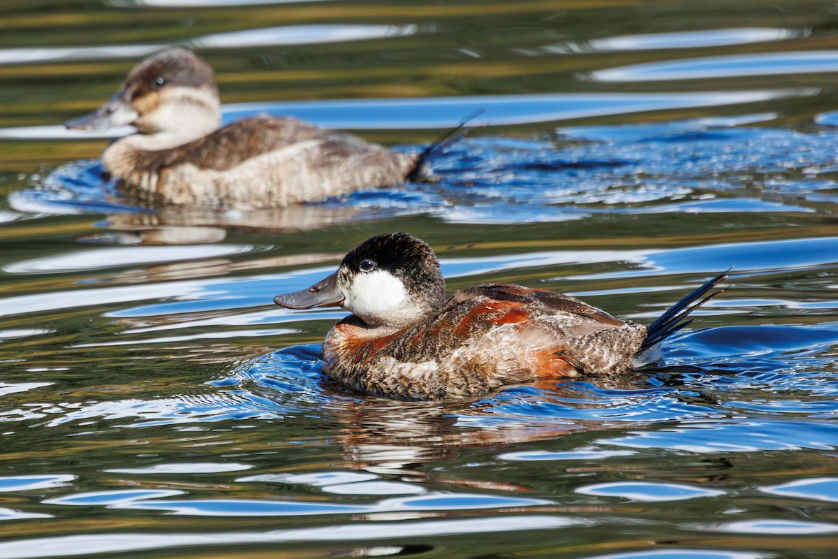 Ruddy Duck - ML617438574