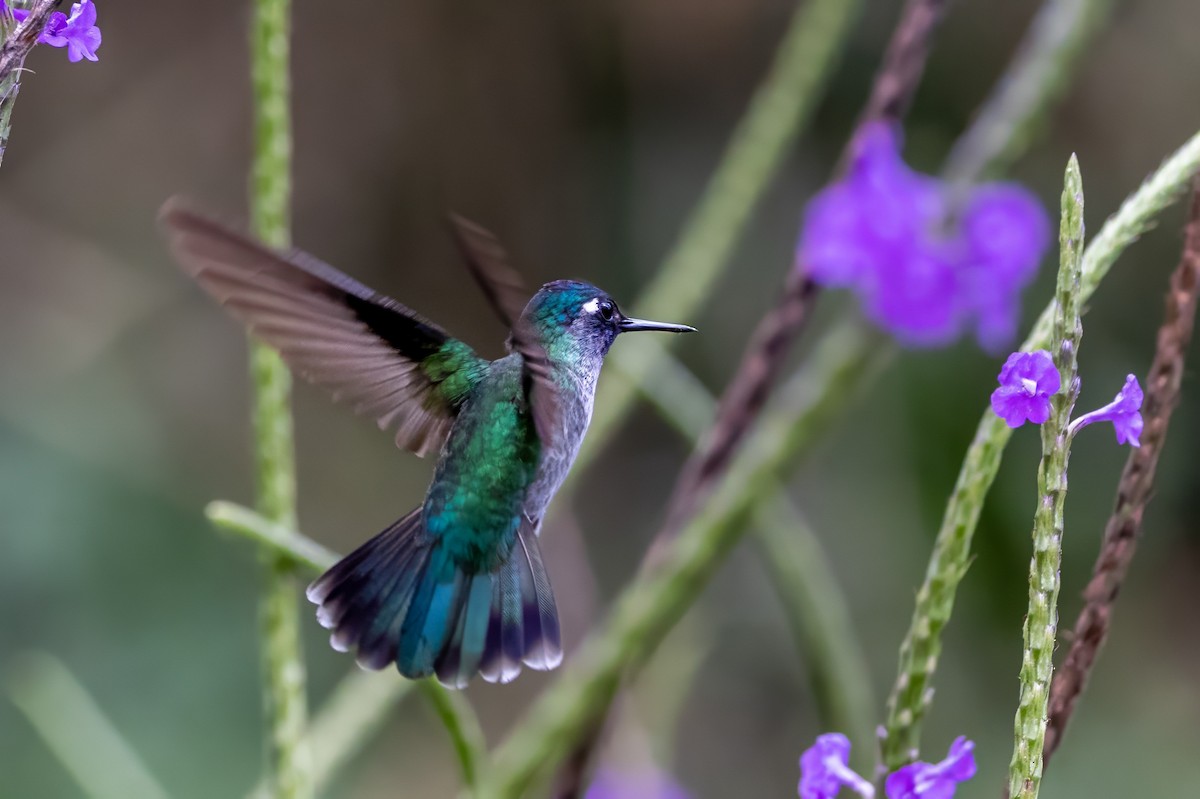 Violet-headed Hummingbird - ML617438576