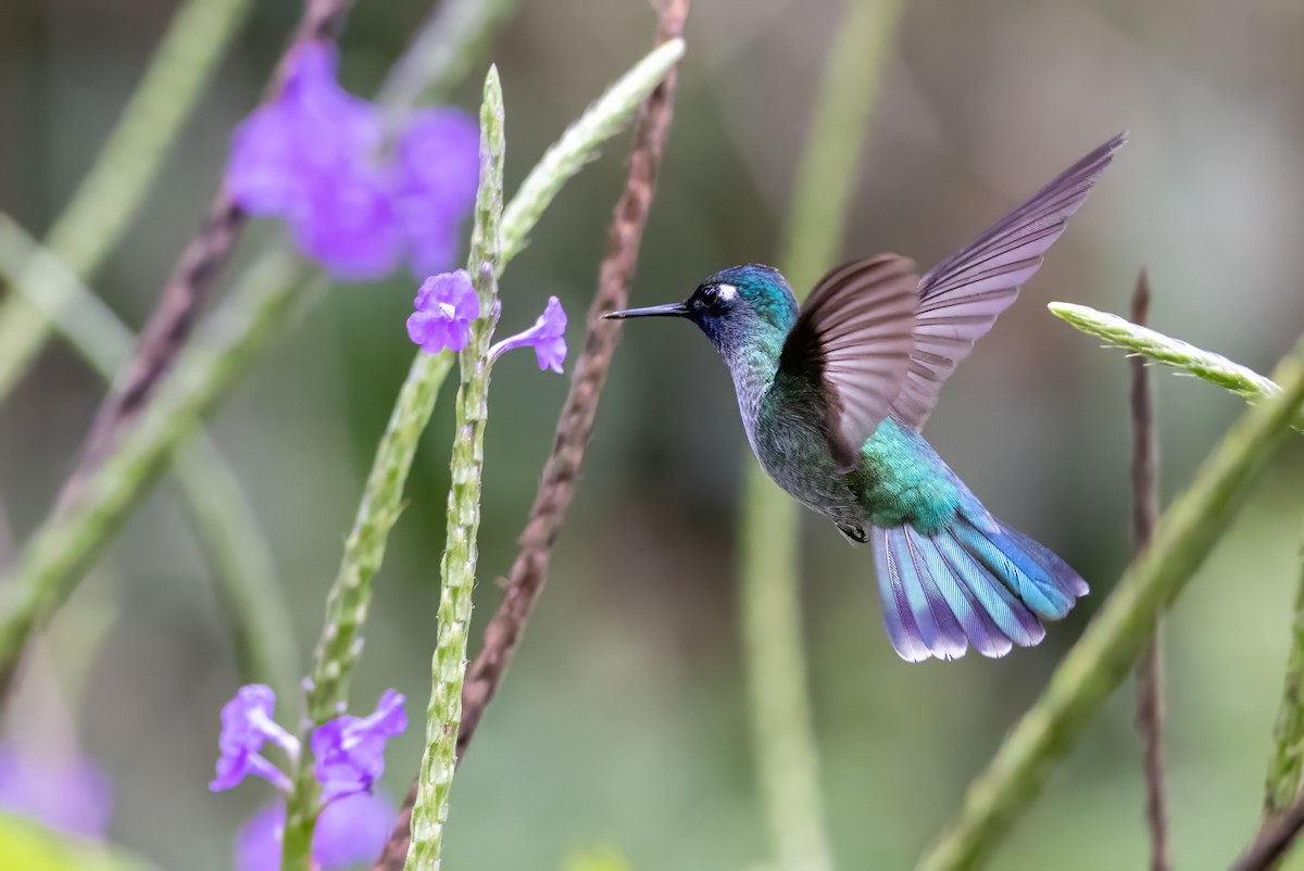 Violet-headed Hummingbird - ML617438579