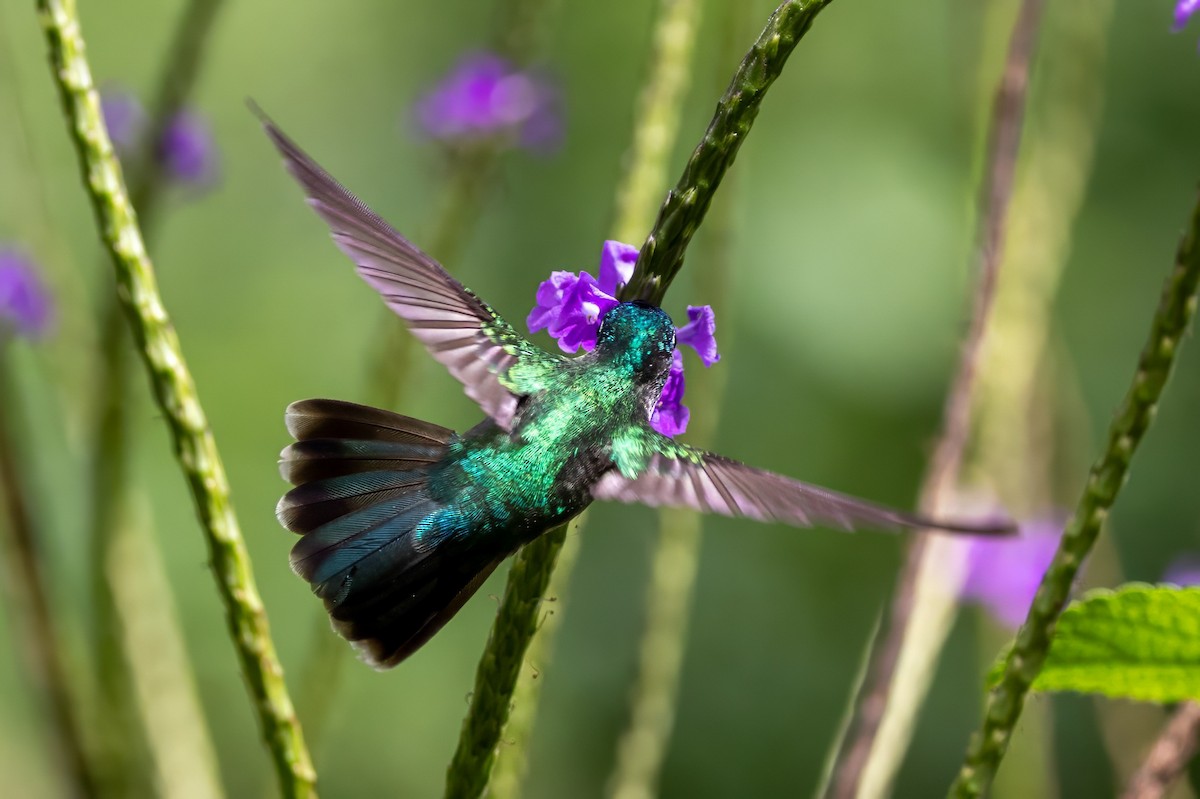 Violet-headed Hummingbird - ML617438581