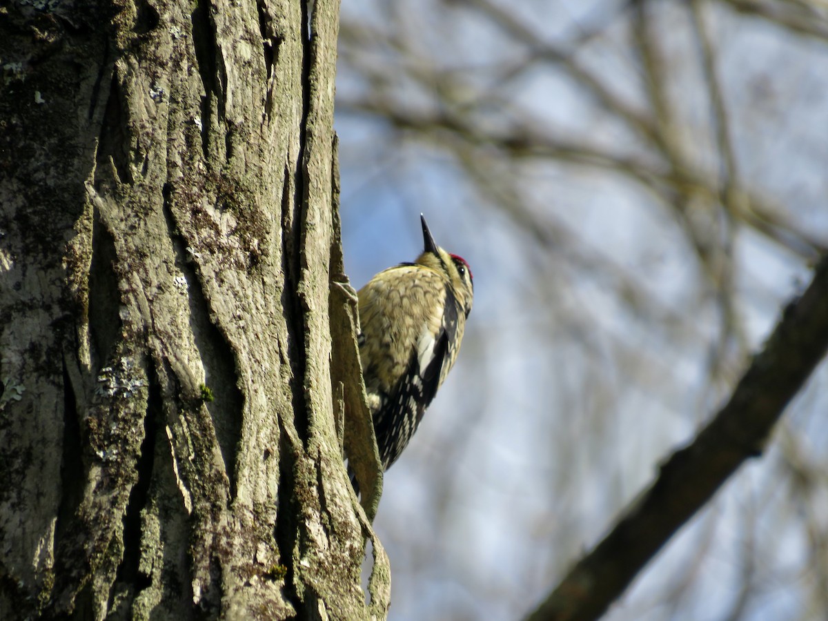 Yellow-bellied Sapsucker - ML617438590