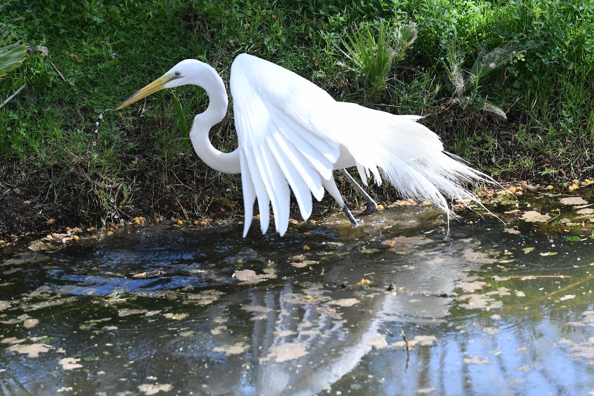 Great Egret - ML617438592