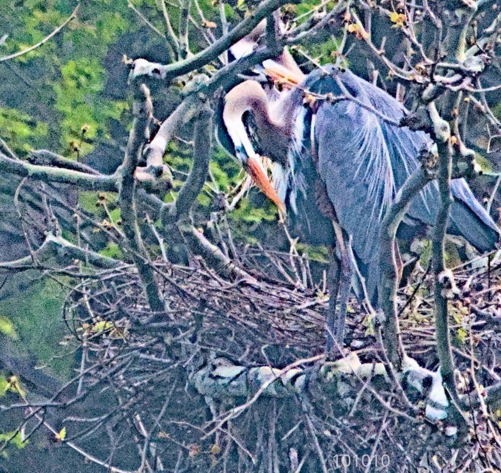 Great Blue Heron - ML617438630