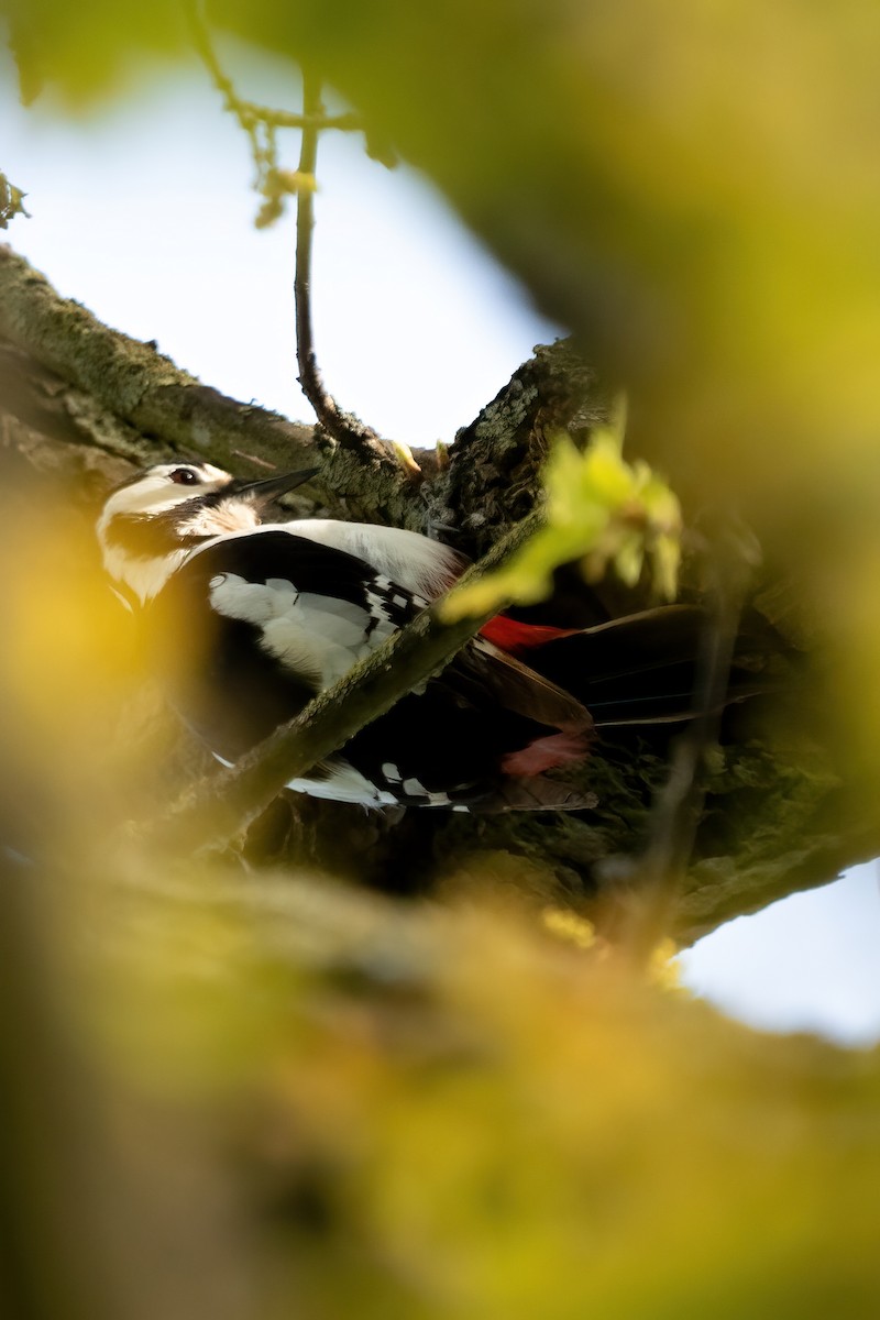 Great Spotted Woodpecker - ML617438633