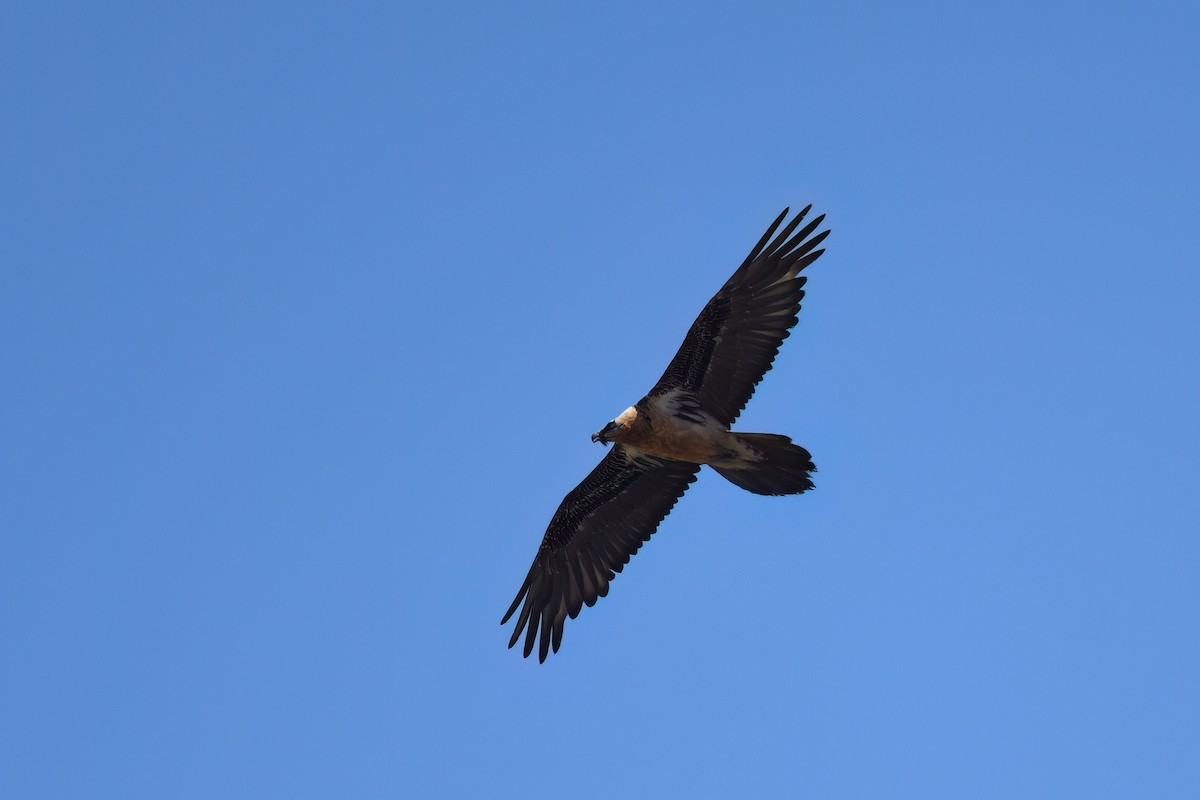 Bearded Vulture - ML617438657