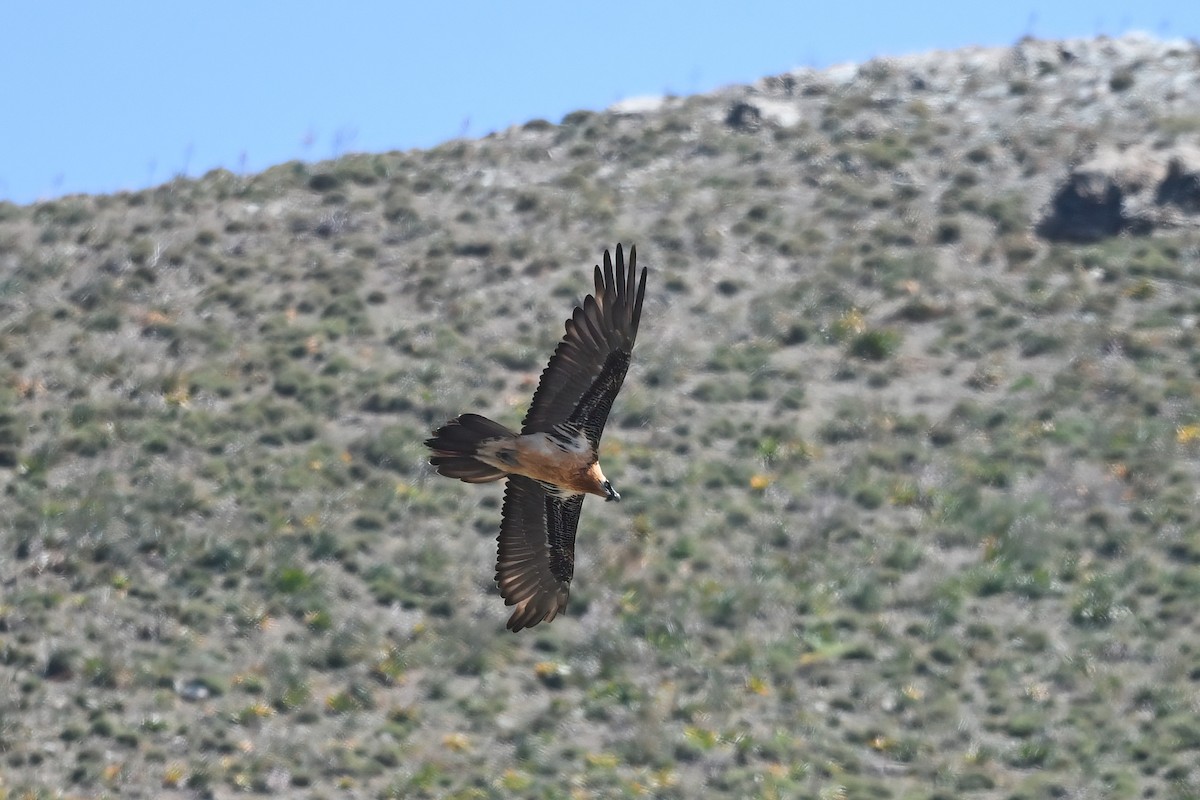 Bearded Vulture - ML617438661