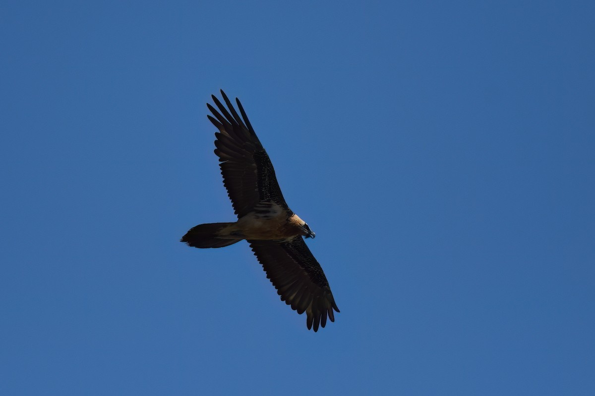 Bearded Vulture - ML617438662