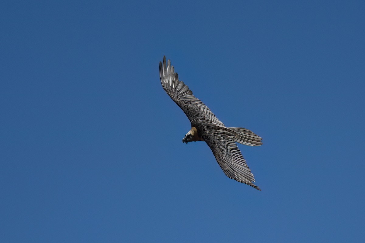 Bearded Vulture - ML617438667