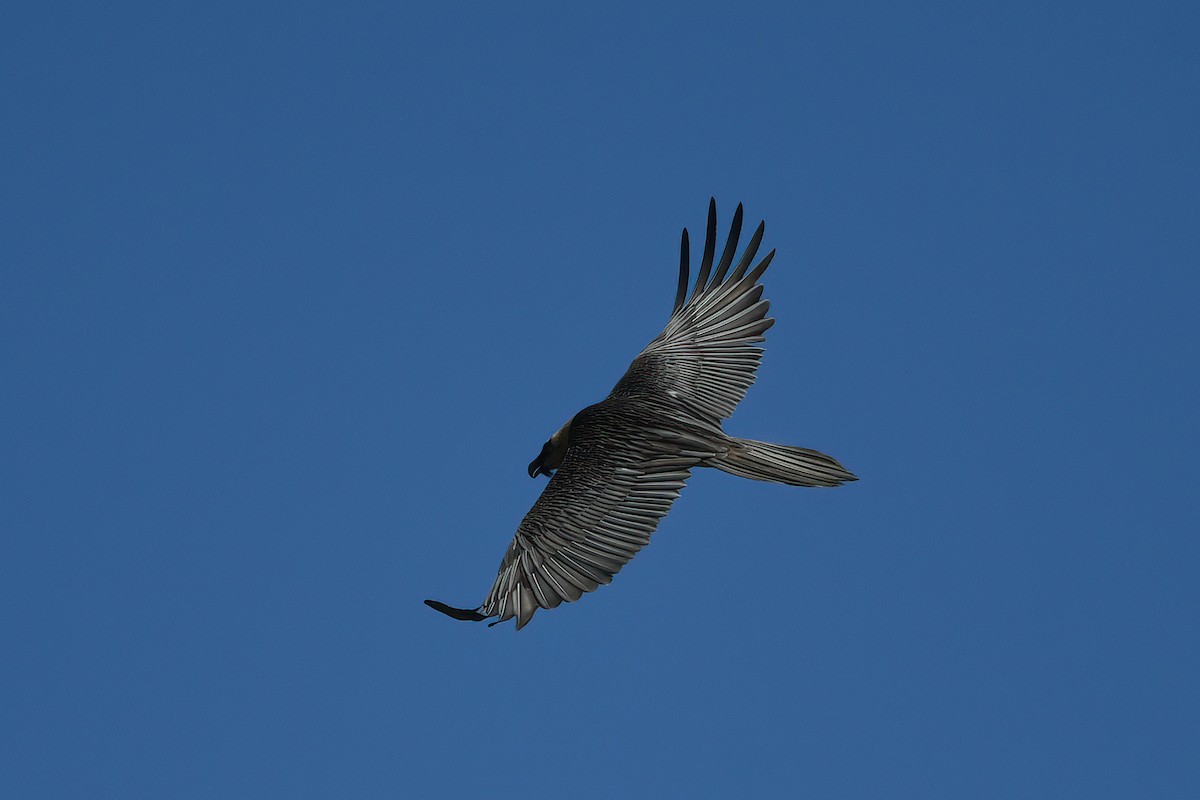 Bearded Vulture - ML617438671