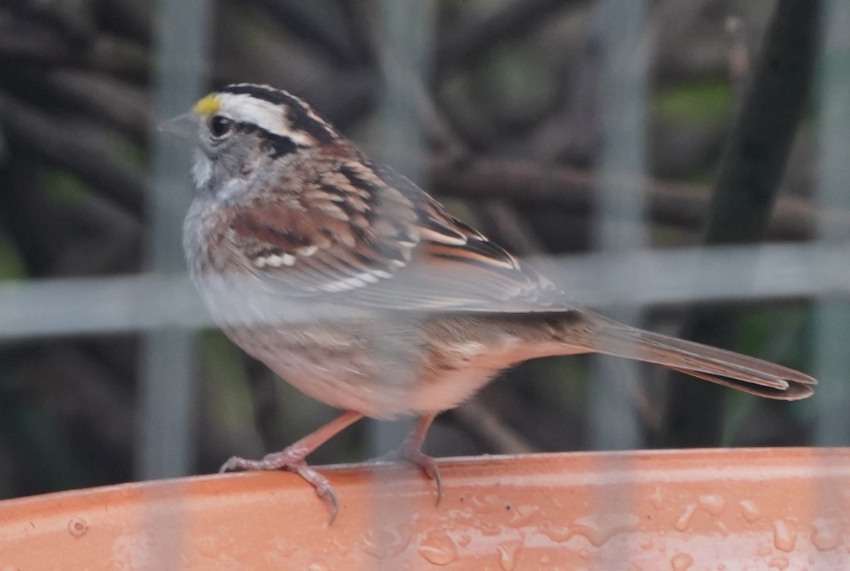 White-throated Sparrow - ML617438672