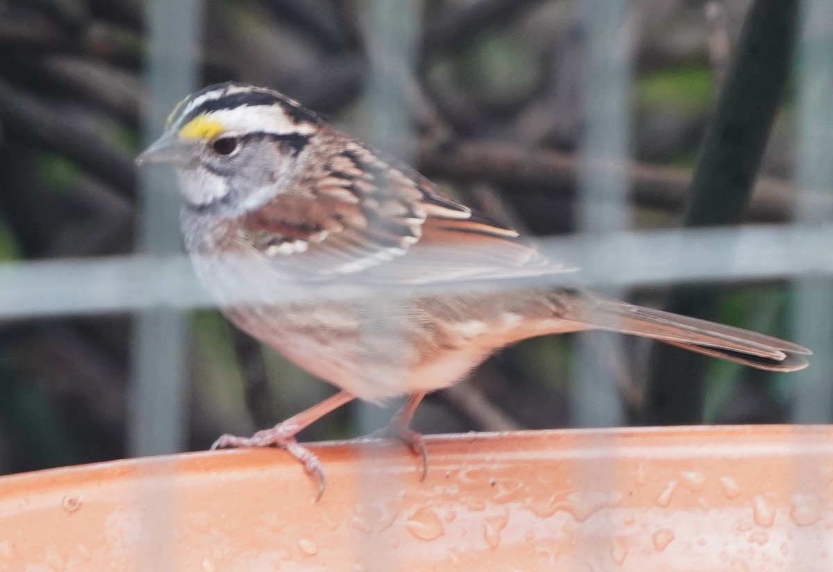 White-throated Sparrow - ML617438675