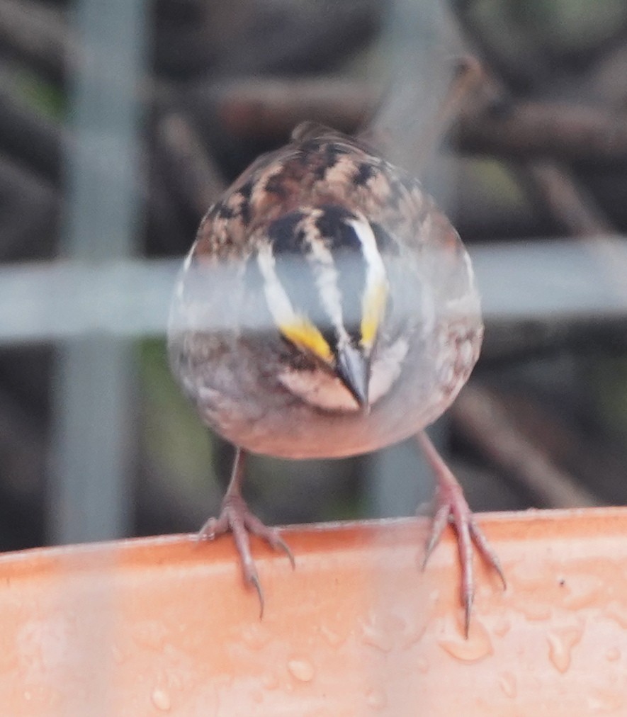 White-throated Sparrow - ML617438677