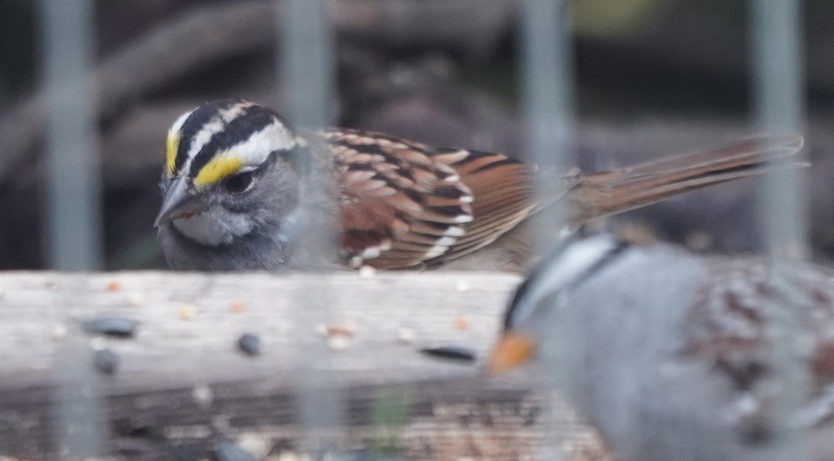 White-throated Sparrow - ML617438690