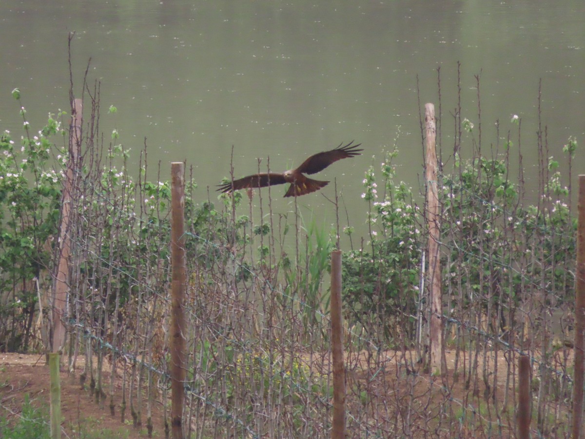 Black Kite - ML617438717