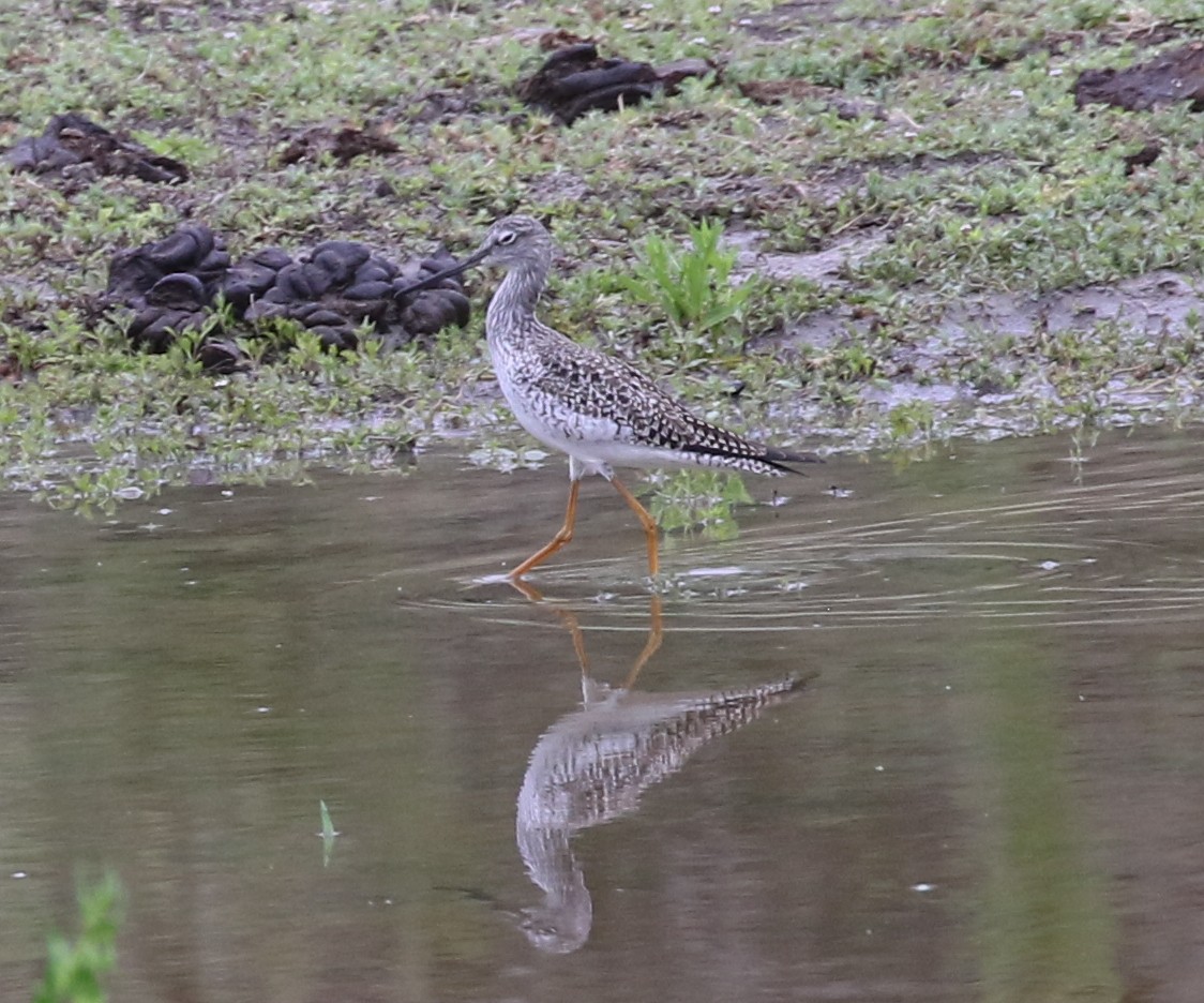 Greater Yellowlegs - ML617438722