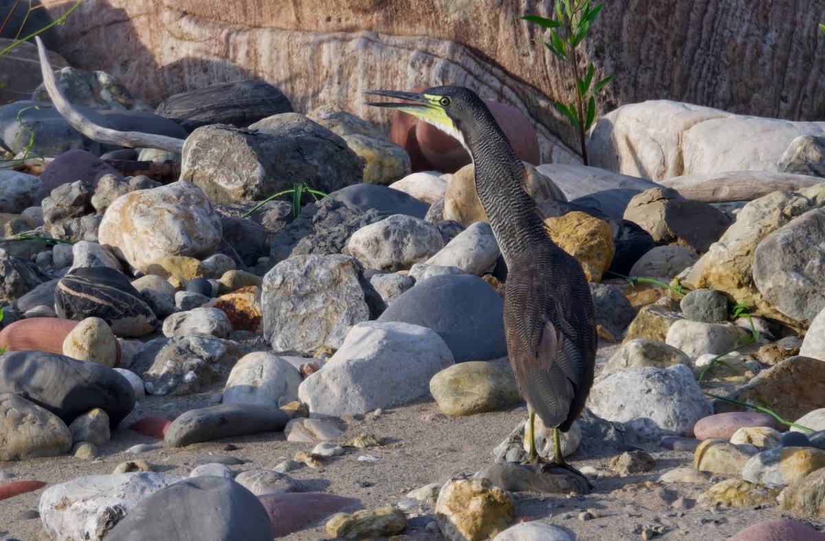 Fasciated Tiger-Heron - ML617438723