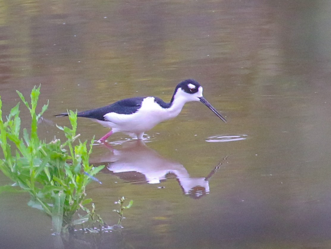 Black-necked Stilt - ML617438727