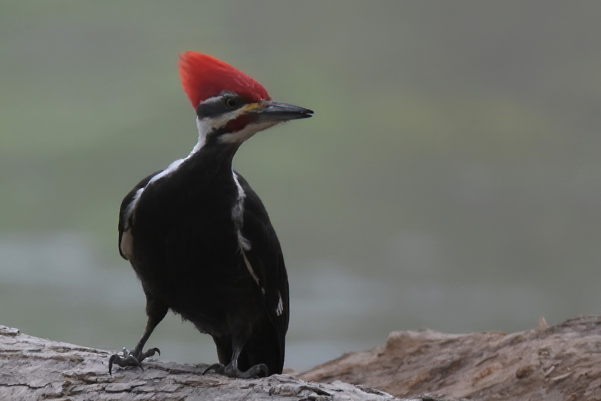 Pileated Woodpecker - ML617438738