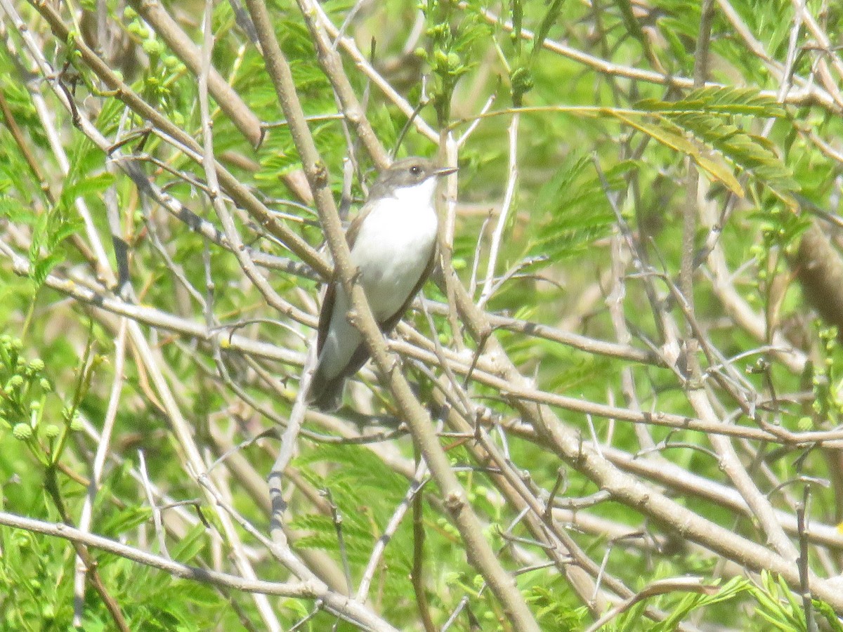 European Pied Flycatcher - Miguel  Berkemeier