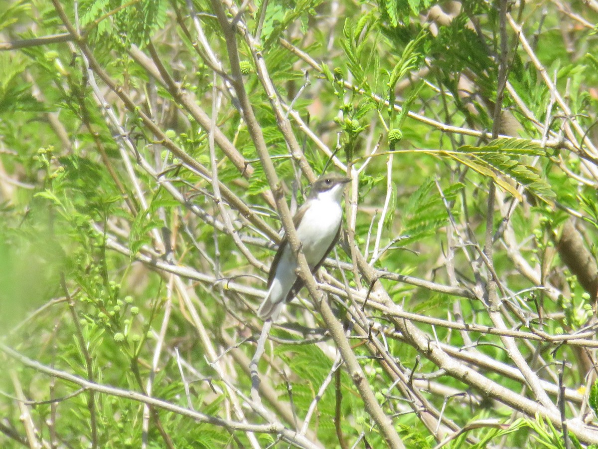 European Pied Flycatcher - Miguel  Berkemeier