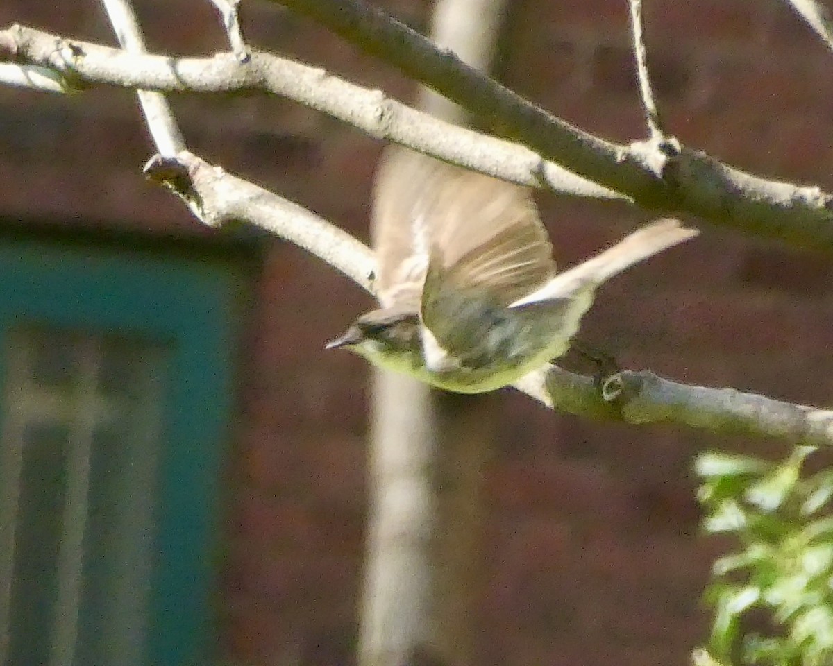 Eastern Phoebe - ML617438755