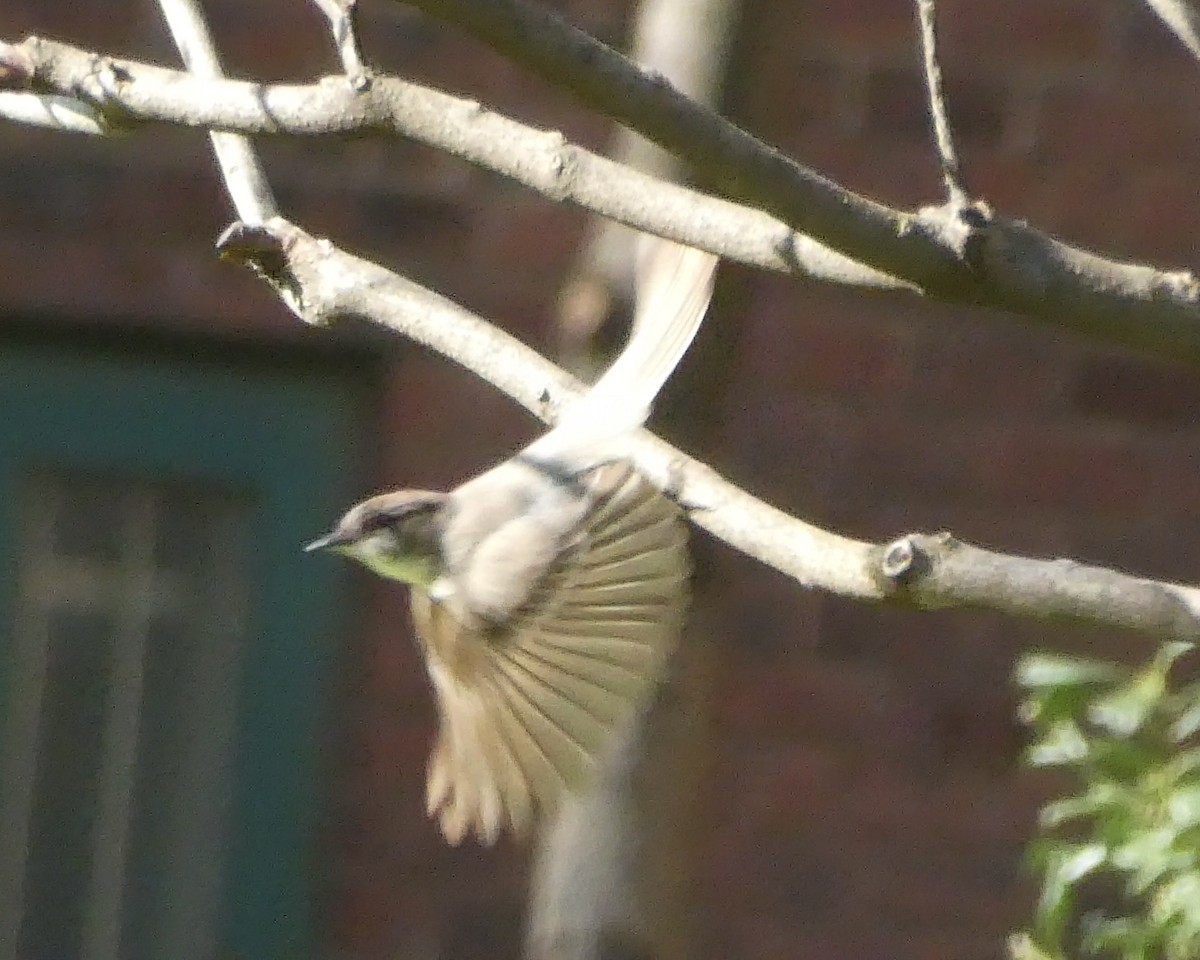 Eastern Phoebe - ML617438756