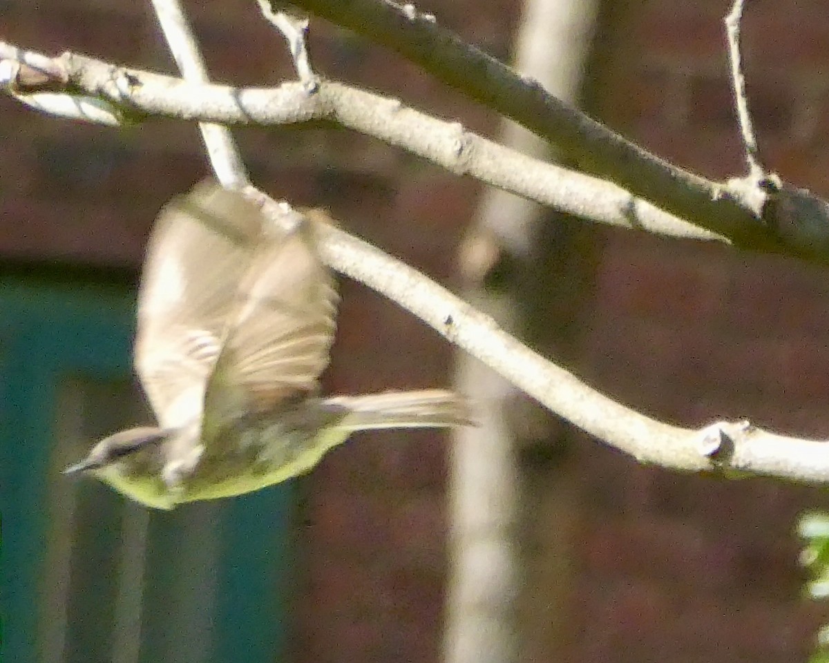 Eastern Phoebe - Ron Lulov