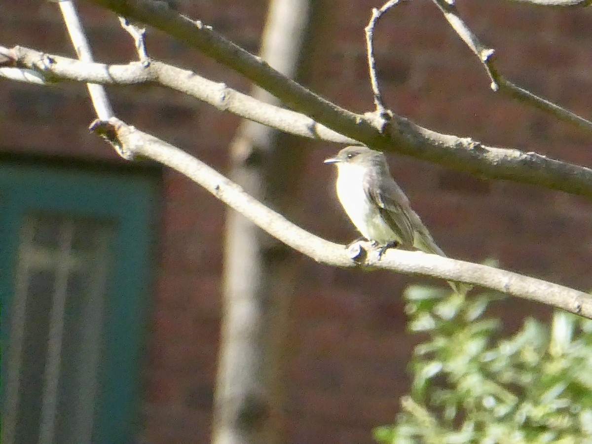 Eastern Phoebe - ML617438758