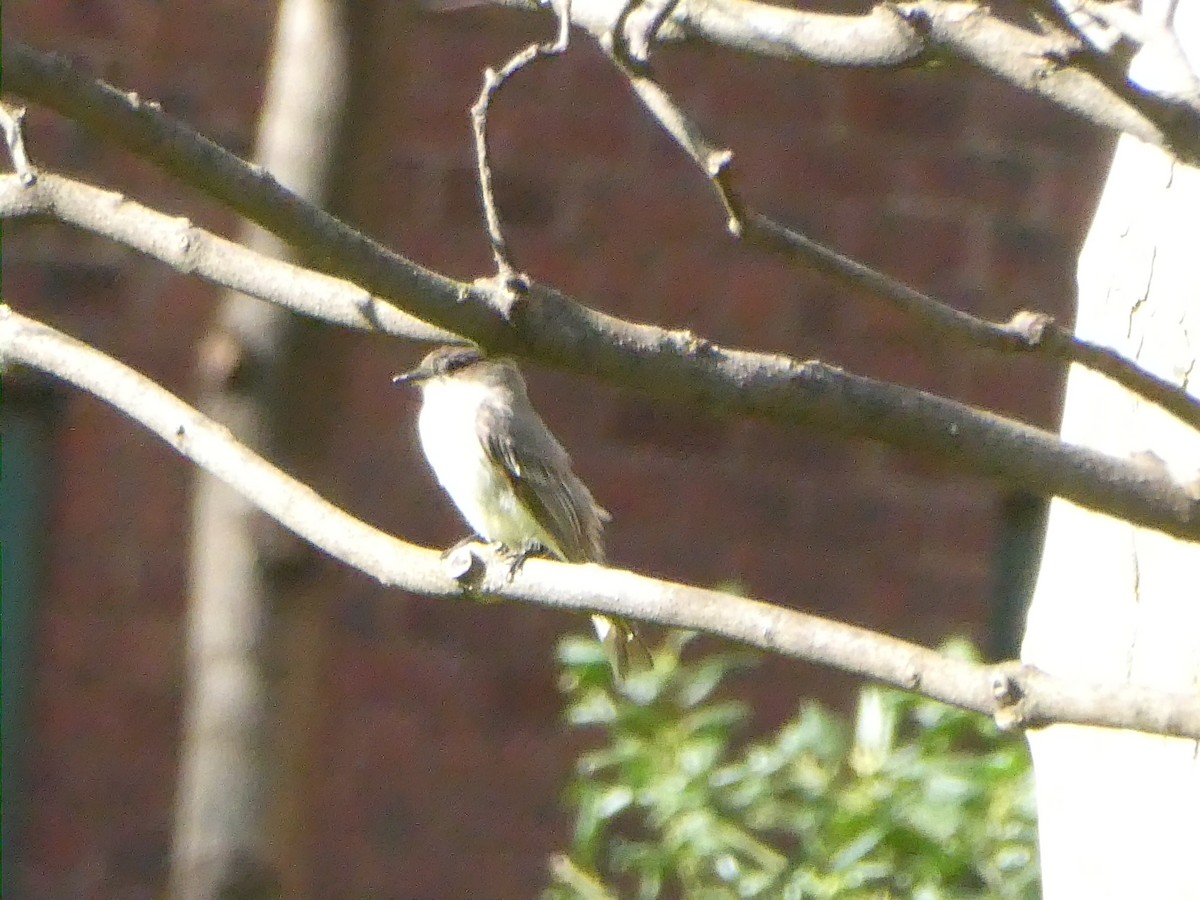 Eastern Phoebe - ML617438759