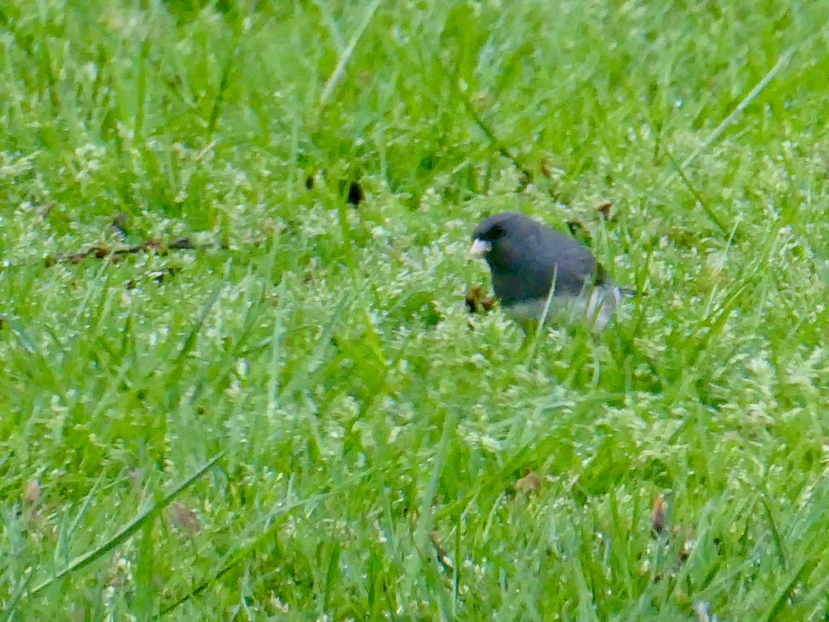 Dark-eyed Junco - ML617438789