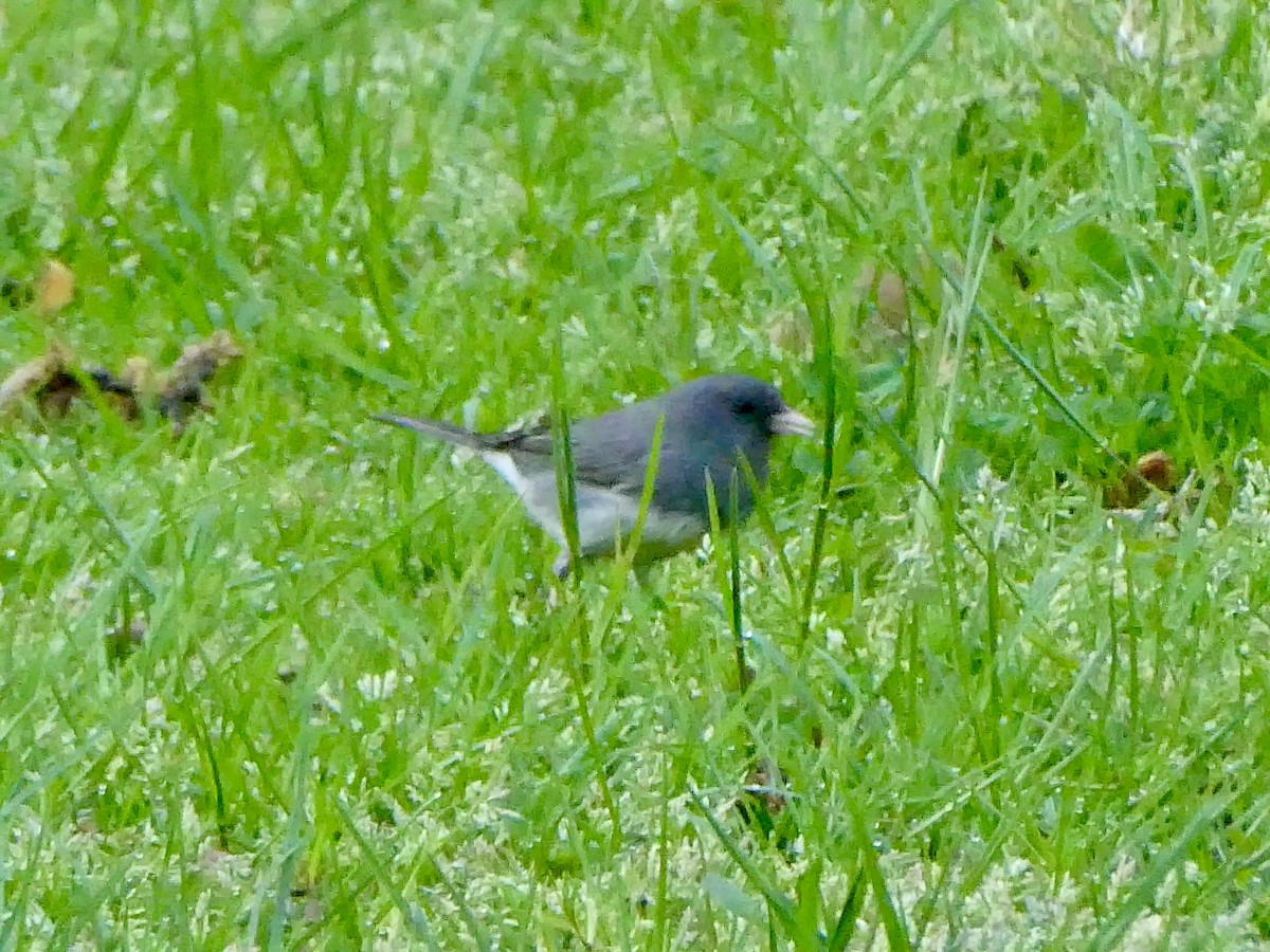 Dark-eyed Junco - ML617438790