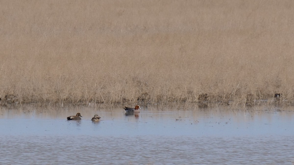 Gadwall - Great Blue Heron