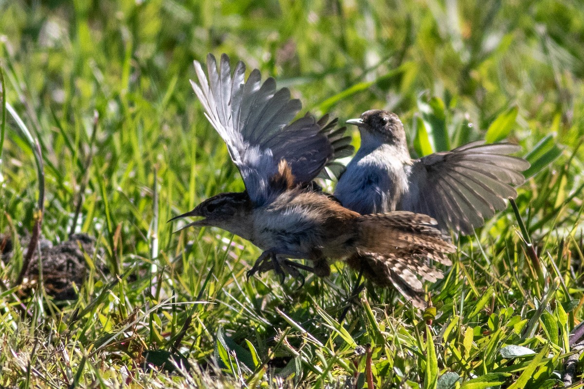 Marsh Wren - ML617438807