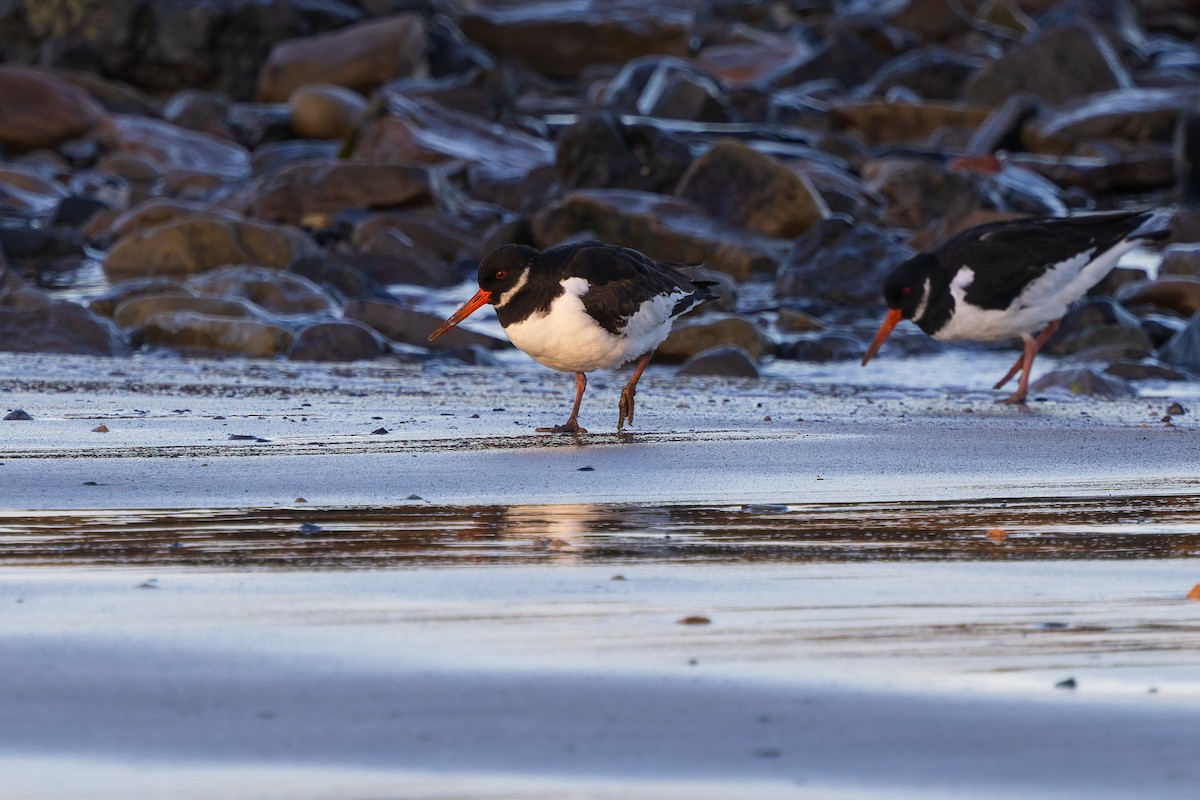 Eurasian Oystercatcher - James Tomasek