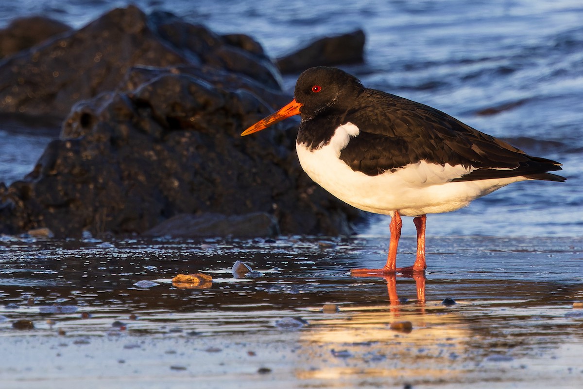 Eurasian Oystercatcher - ML617438866