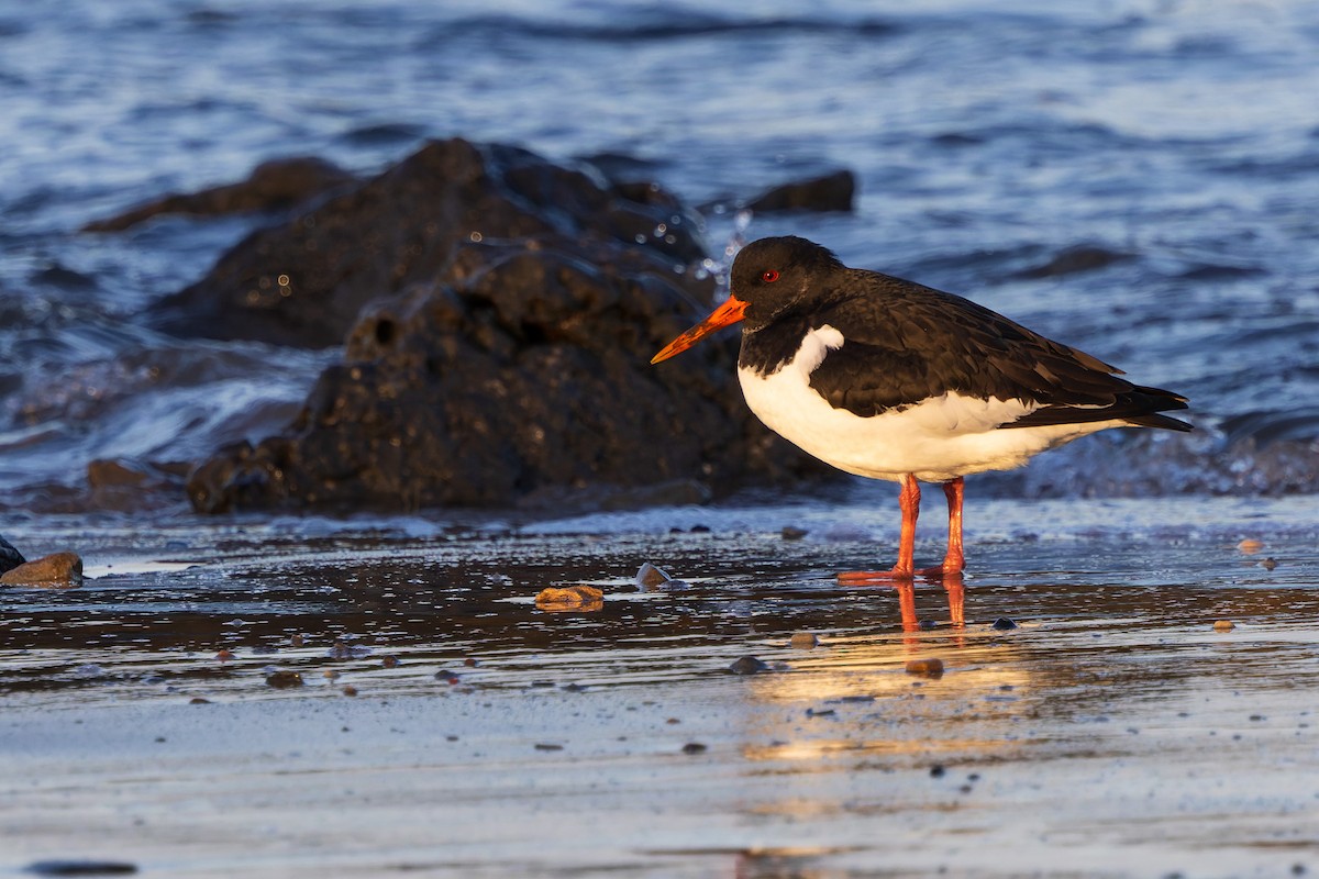 Eurasian Oystercatcher - ML617438868