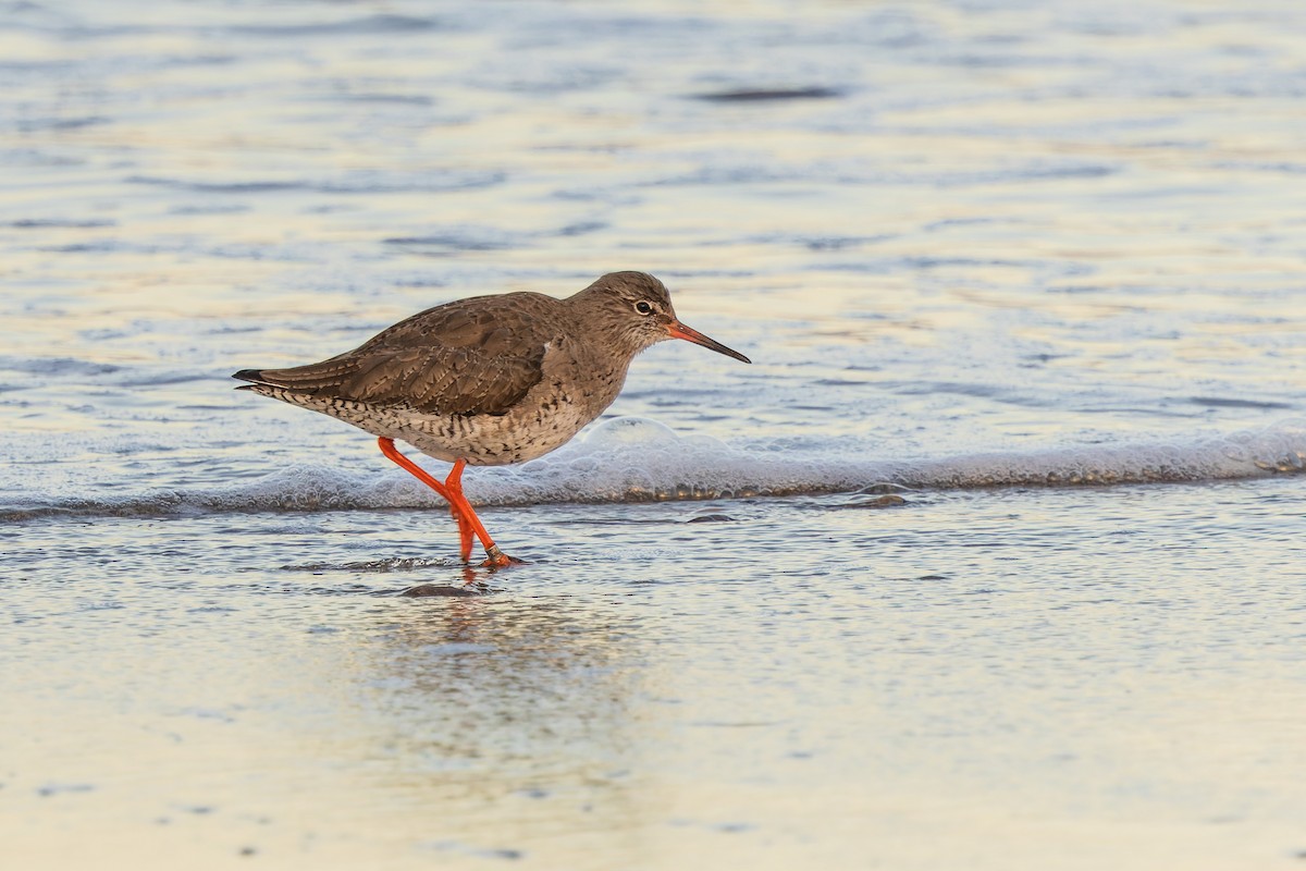 Common Redshank - James Tomasek