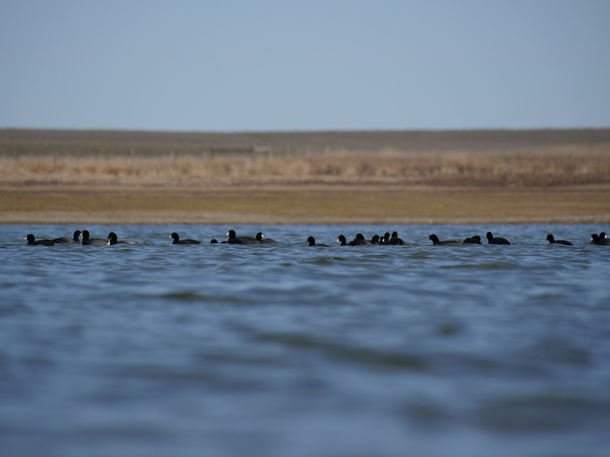 American Coot - ML617438901