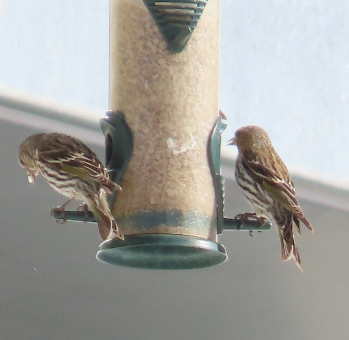 Pine Siskin - Dave Hawksworth